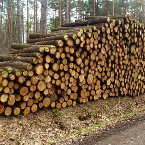 Eichenstammholz, 50 Raummeter LKW-Ladung, FSC- & PEFC-zertifiziert
